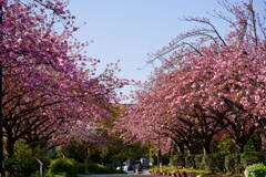 里桜並木