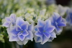 紫陽花　銀河