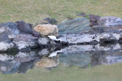 浜離宮　コサギ