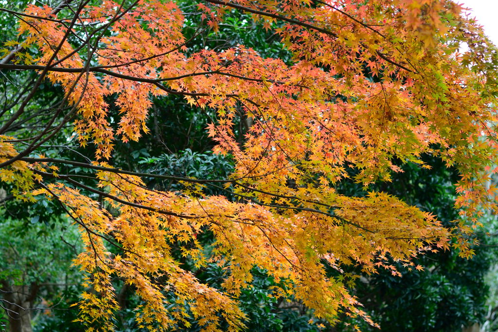 見浜園紅葉