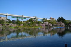 千葉公園　綿打池