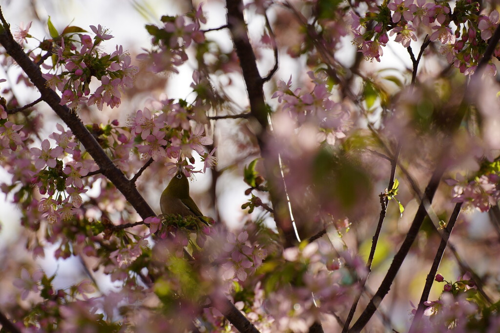 サクジロー　３