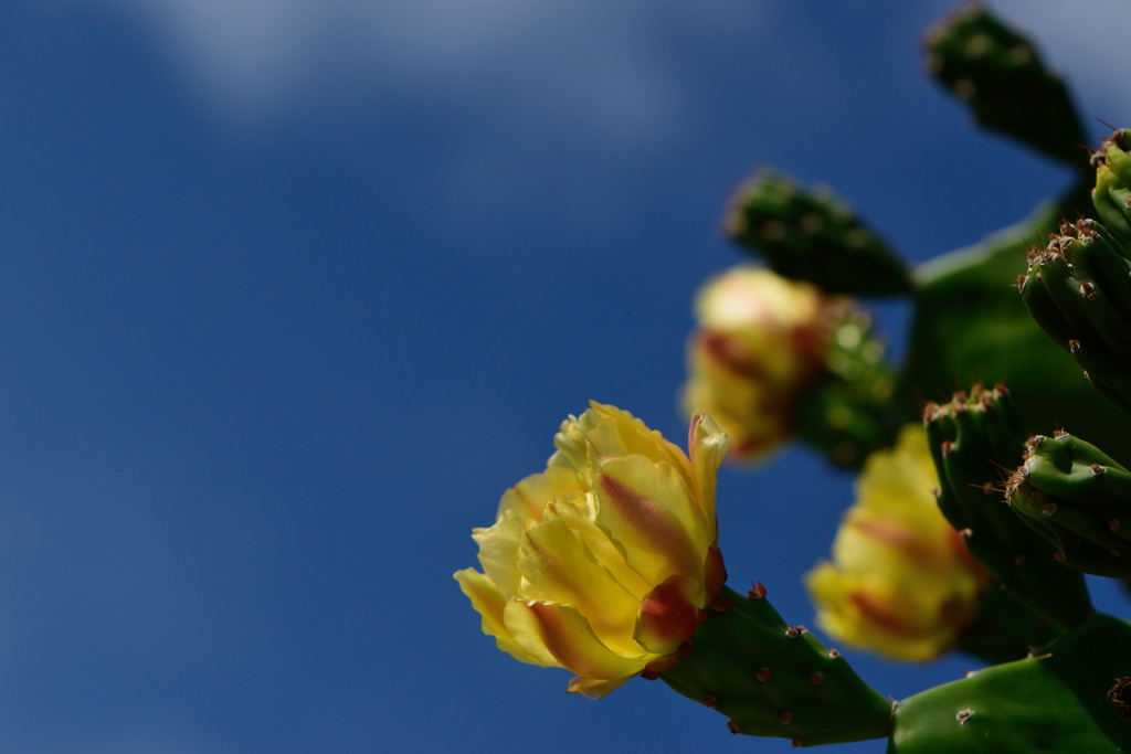 サボテンの花