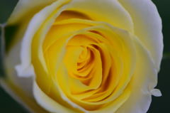 薔薇の蕾が開きそう(^o^)