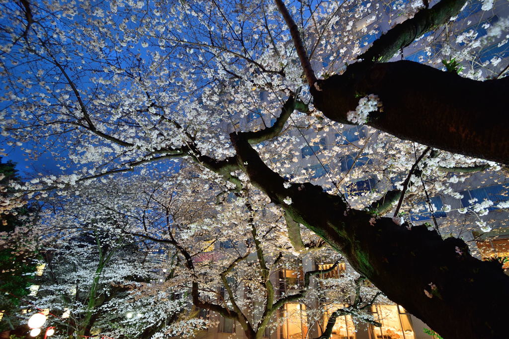 桜まつり