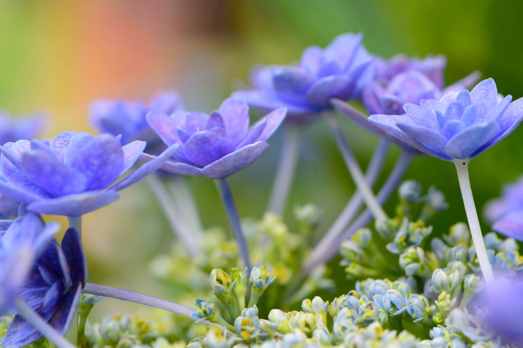 あじさい　日傘