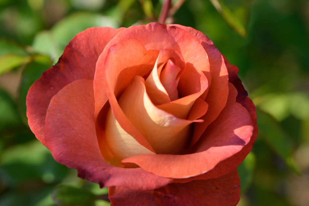 秋薔薇　レオニダス