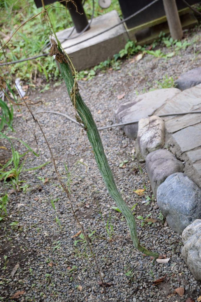 へびうり
