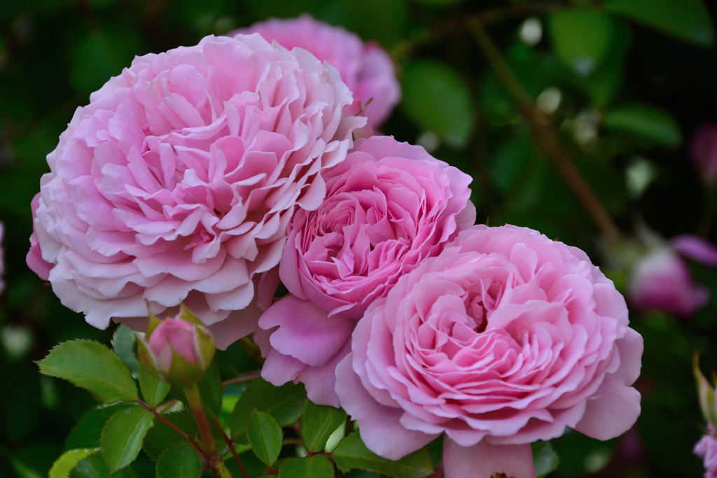 薔薇　ストロベリーダイキリー