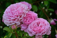 薔薇　ストロベリーダイキリー