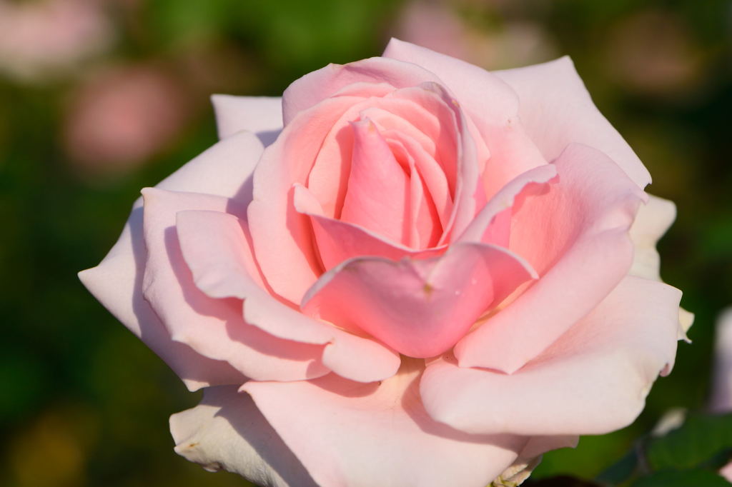 薔薇　エスポアール