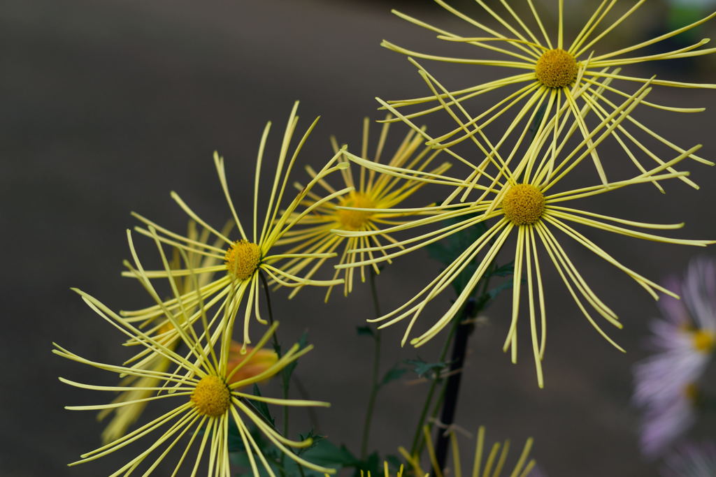 肥後菊　天空の花火