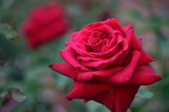 薔薇　アメリカンプライド