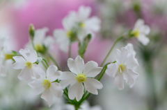 西洋桜草　白