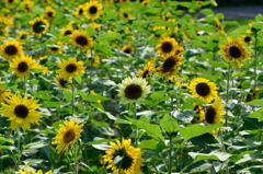 向日葵　モネパレット　センター