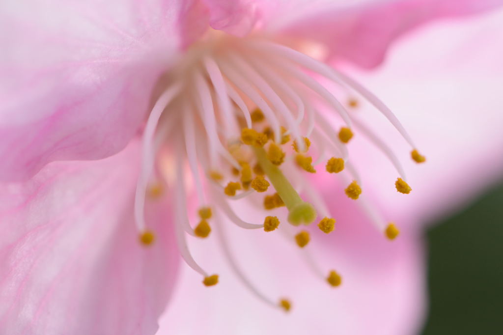 河津桜アップ