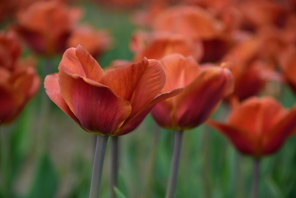 チューリップ　ブラウンシュガー