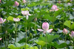 山元町の蓮池リベンジ１