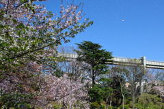 千葉公園的桜吹雪