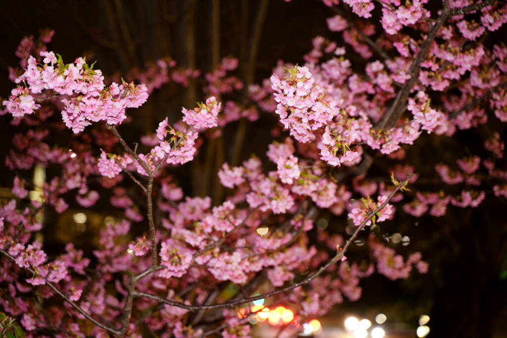夜桜