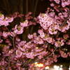 夜桜
