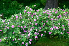 イザヨイバラ　２