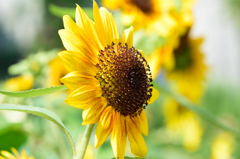 向日葵　ソーラーパワー　横