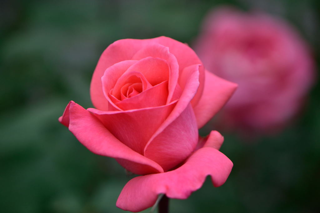 薔薇　アメリカンプライド