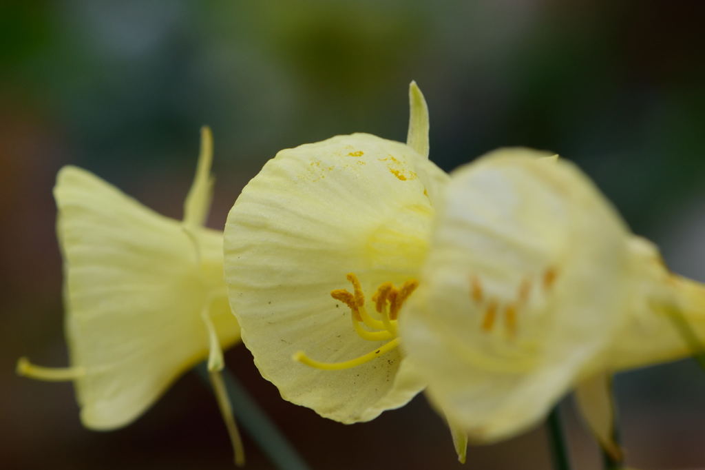 バルモコジューム　ディッセンバーレモン