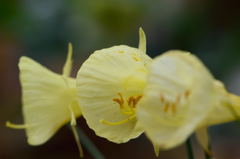 バルモコジューム　ディッセンバーレモン