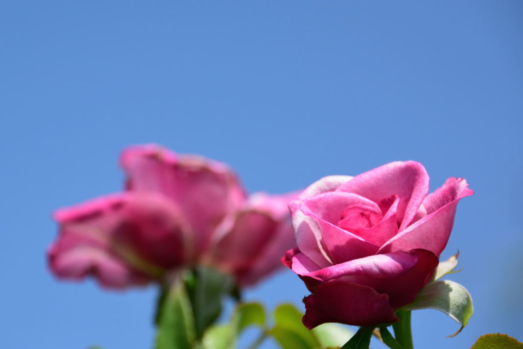 薔薇　バーブラ・ストライサンド