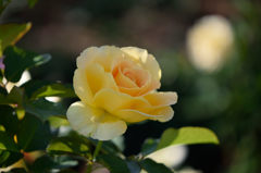 秋薔薇　ゴールドマリー84