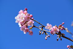 河津桜　７