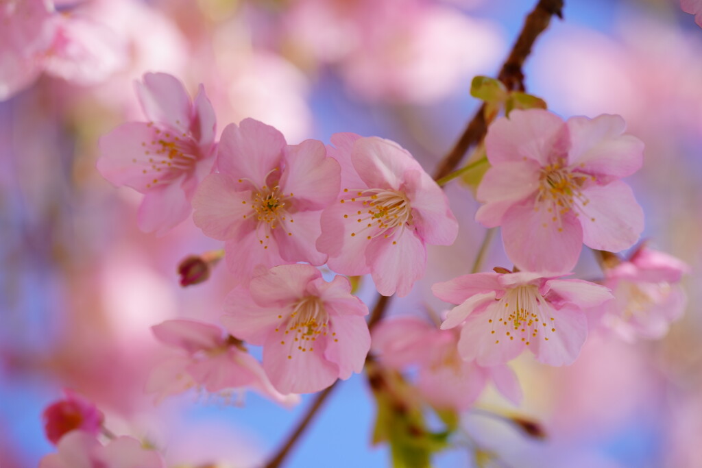 河津桜　１０