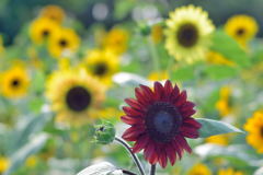 ヒマワリ　モネパレット　１