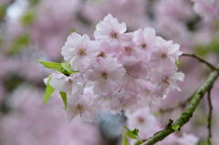 八重枝垂桜
