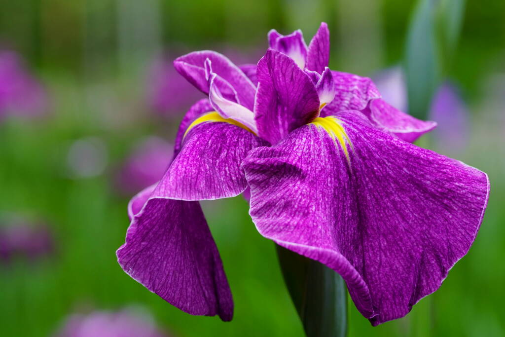 菖蒲