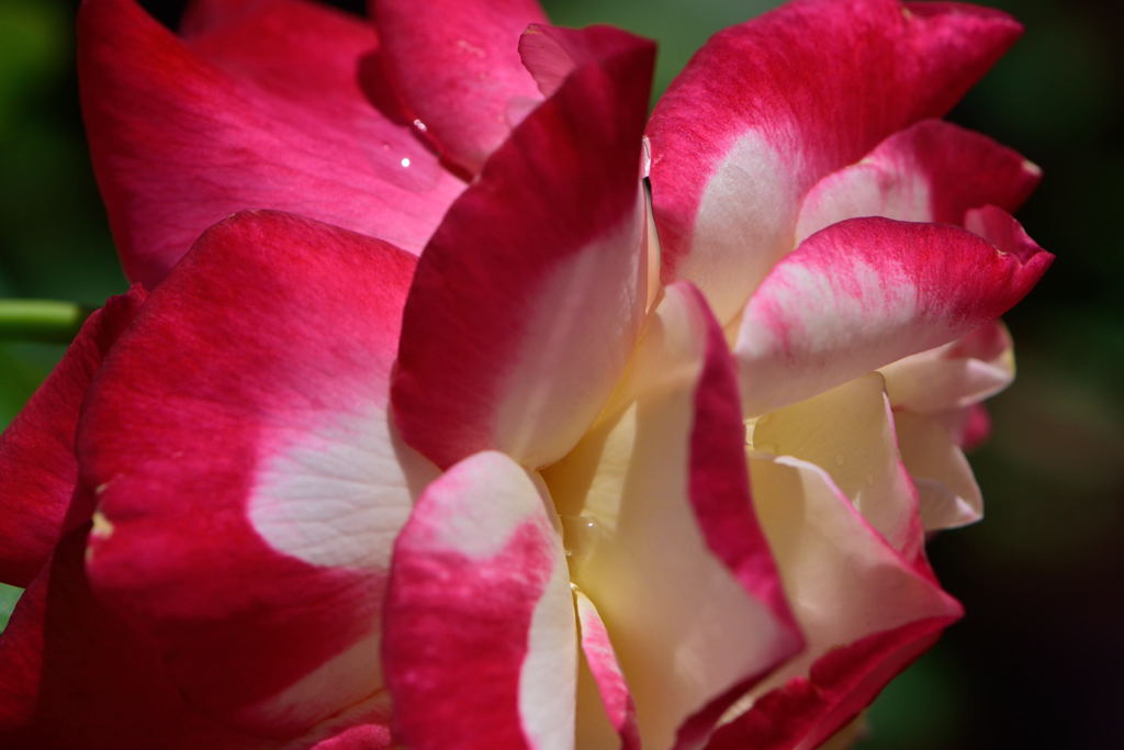 薔薇　ダブルデライト　横顔