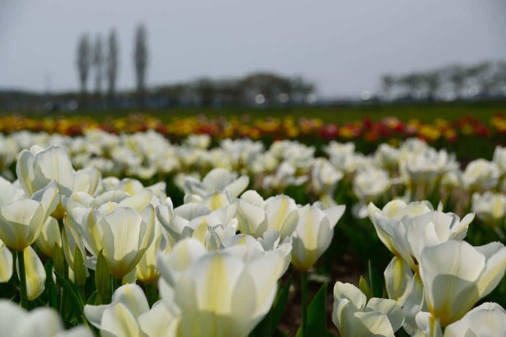 チューリップ　プリシマ