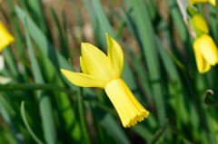 キクラミネウス水仙