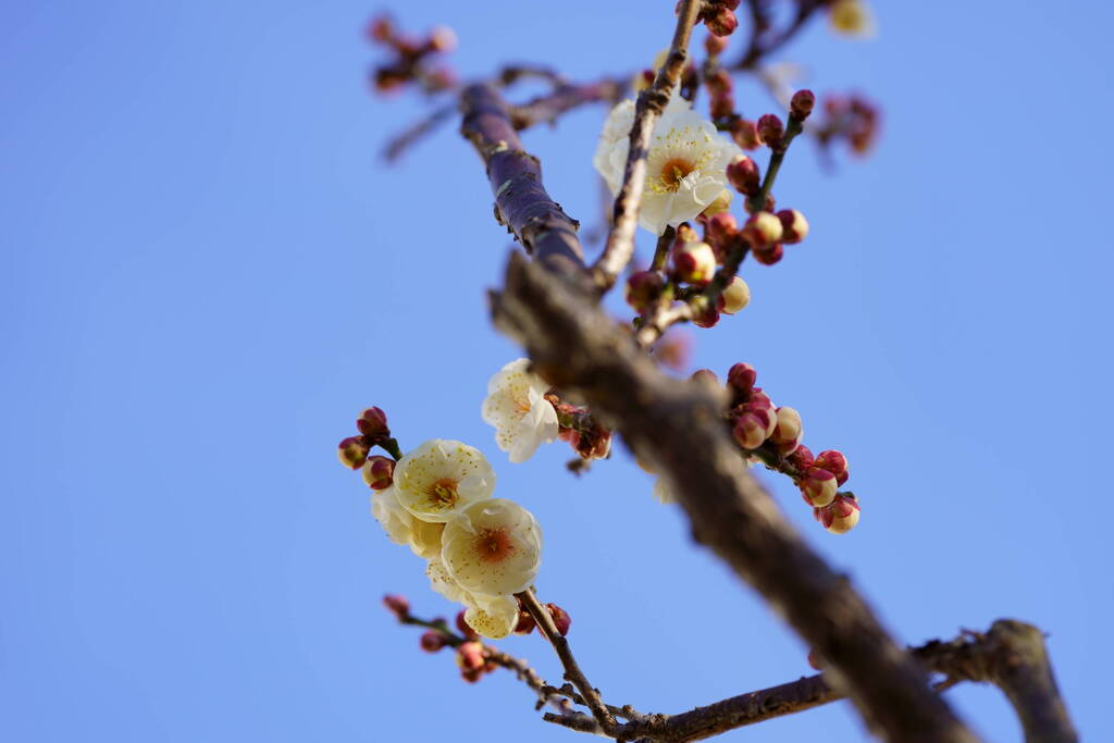 白梅　６