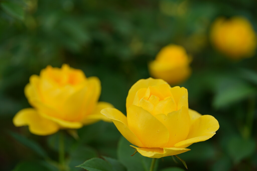 薔薇　伊豆の踊子