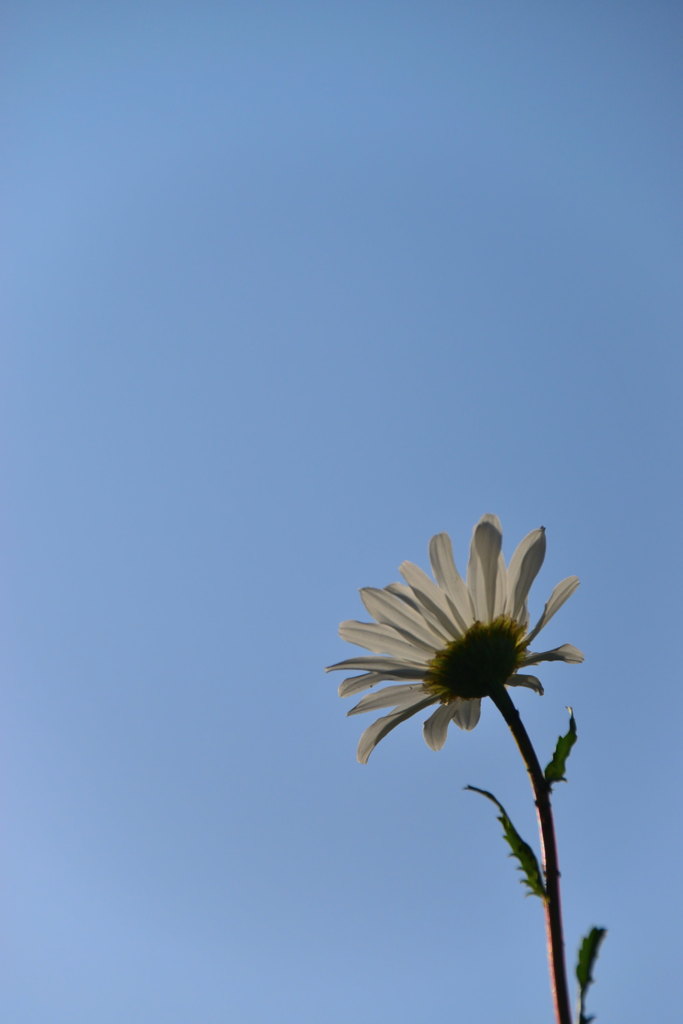 青空に向かって