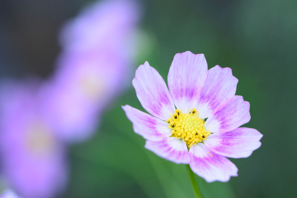 秋桜　ハッピーリング