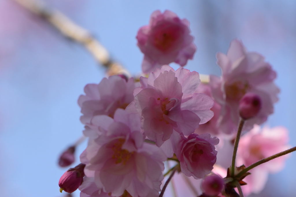 八重枝垂桜　１