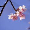 河津桜　３