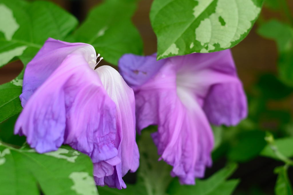 朝顔　浪速の藤