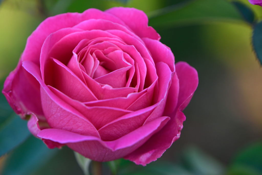 薔薇　ピンク　ピース