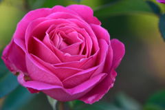 薔薇　ピンク　ピース