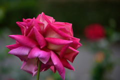 薔薇　希望